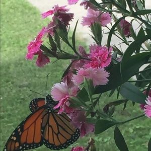 Meet your Posher, Margaret